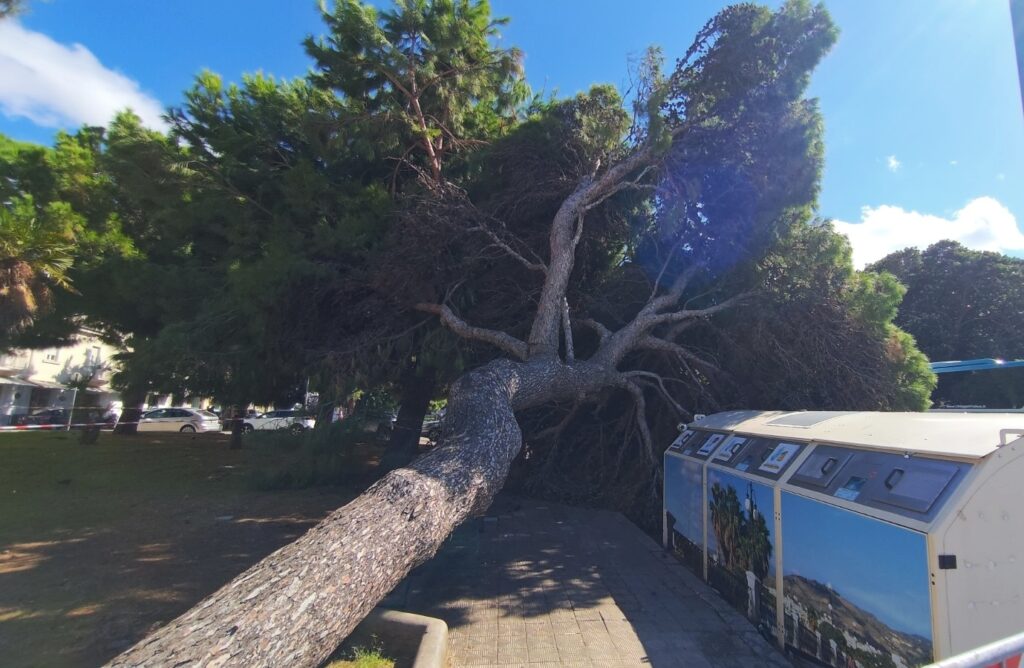 albero caduto piazza garibaldi