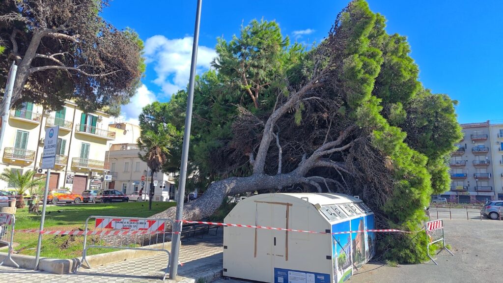 albero caduto piazza garibaldi