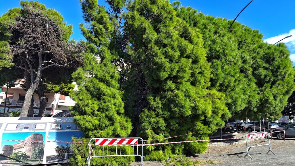 albero caduto piazza garibaldi