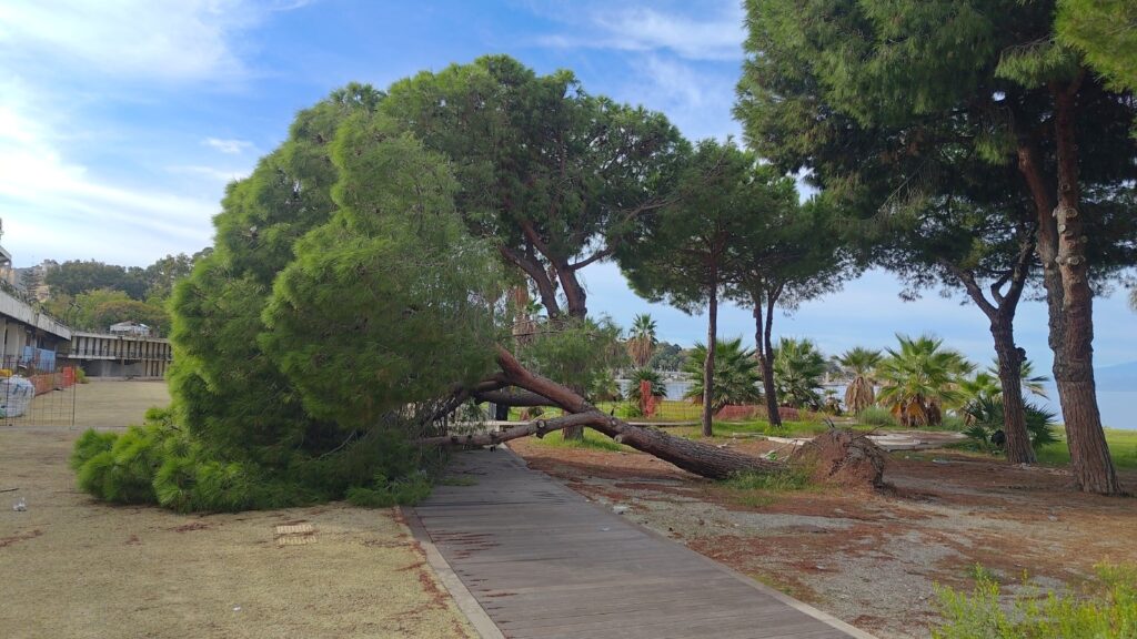 albero crollato lido comunale