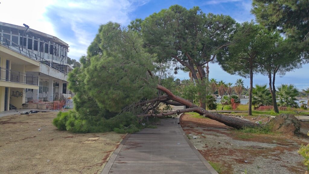 albero crollato lido comunale