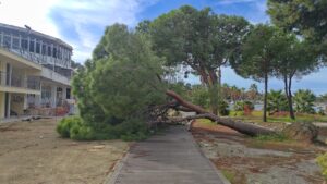 albero crollato lido comunale
