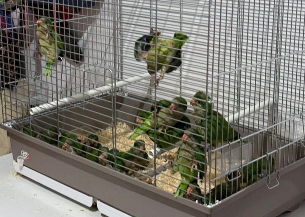 animali esotici sequestrati
