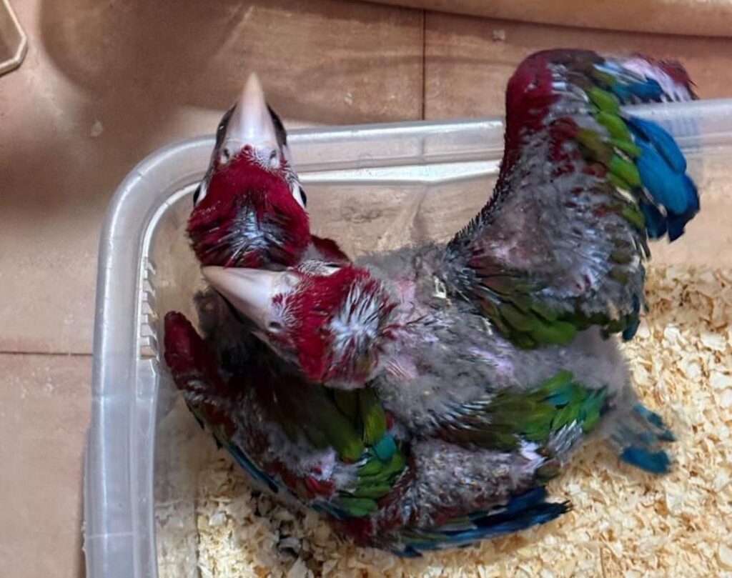 animali esotici sequestrati