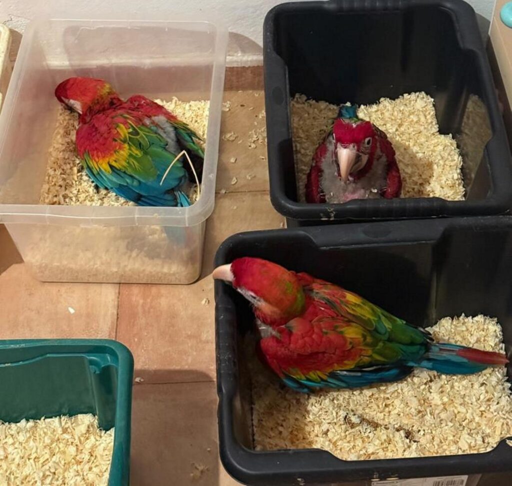 animali esotici sequestrati