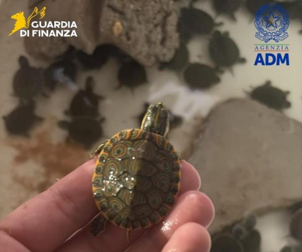 animali esotici sequestrati