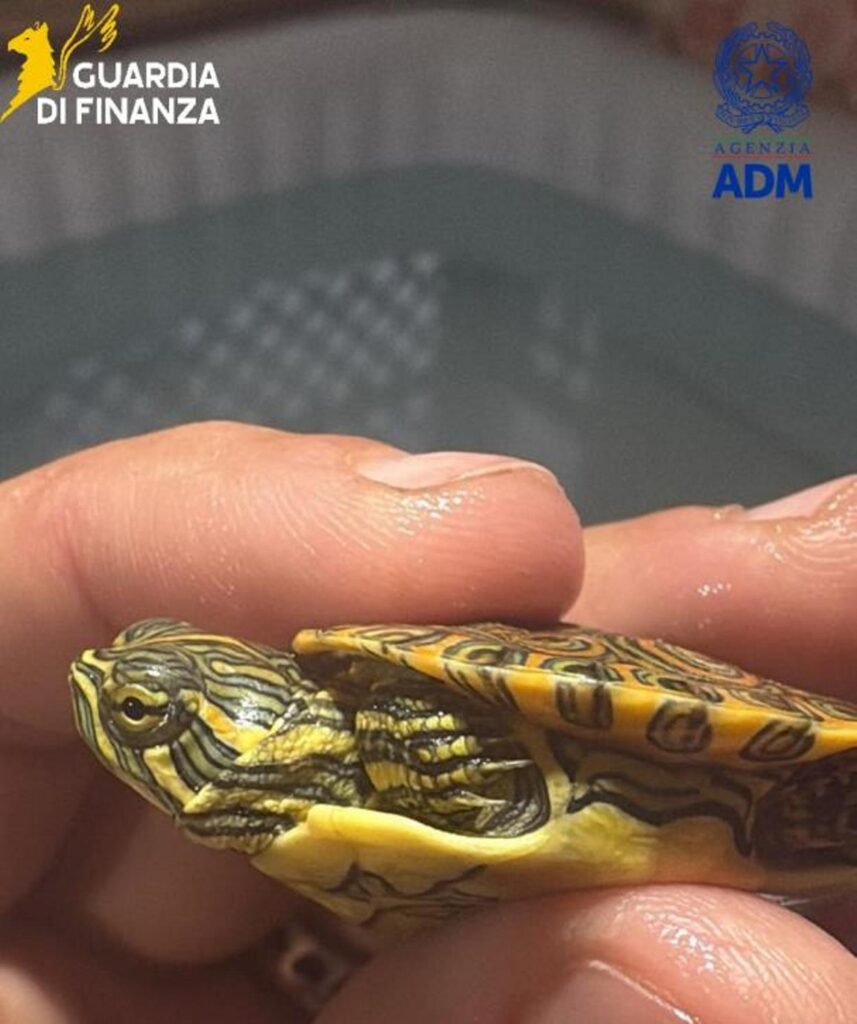 animali esotici sequestrati