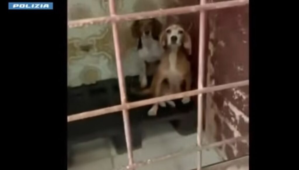 Catania, guaiti disperati da un garage a Librino: la Polizia scopre e salva 20 cagnolini e 12 furetti in condizioni terribili