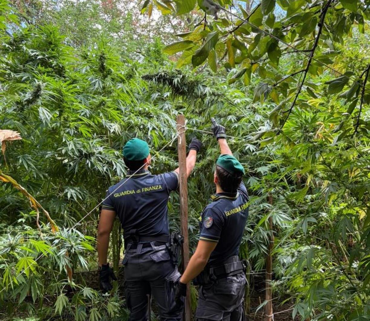 Calabria, scoperte 19 piantagioni di cannabis: sequestrate 5.550 piante per oltr