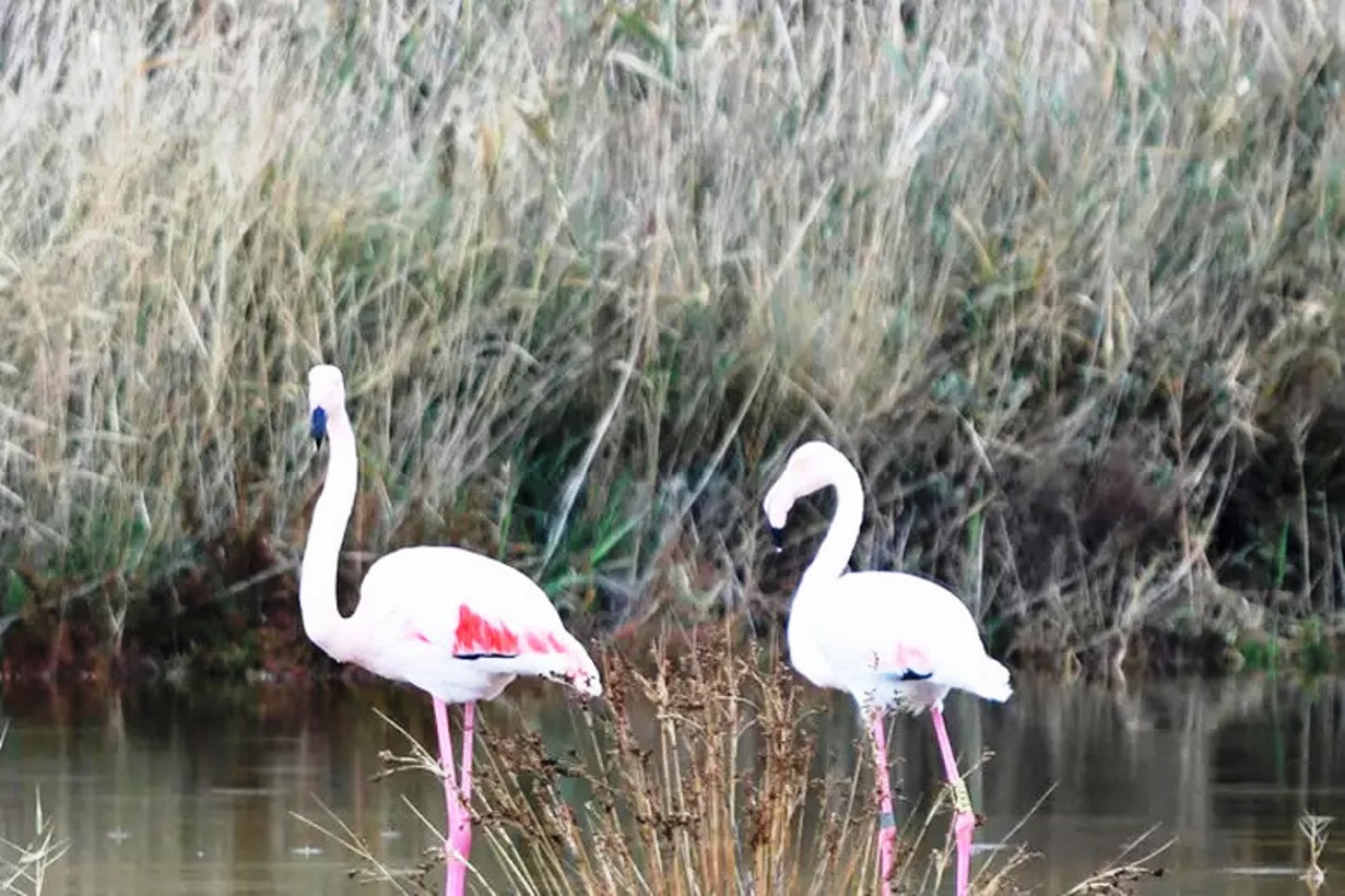 fenicotteri rosa