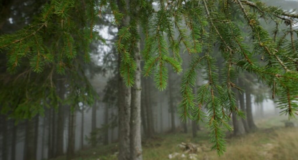 foresta bosco