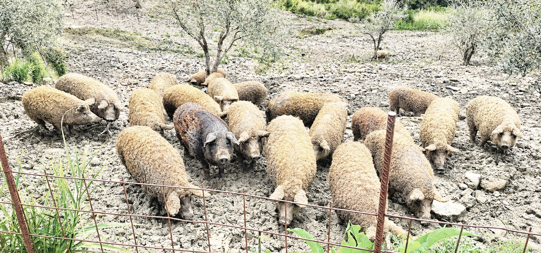 razza suina Mangalica (2)