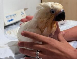 sequestro animali esotici