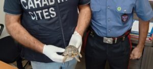 tartaruga di terra carabinieri