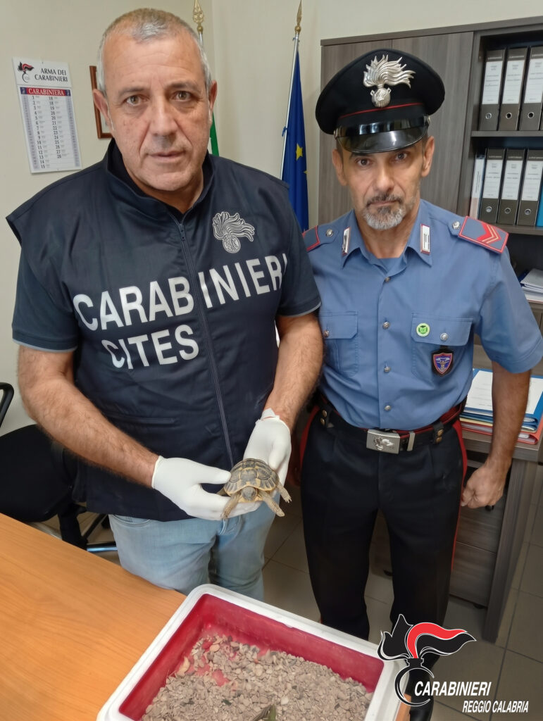 tartaruga di terra carabinieri